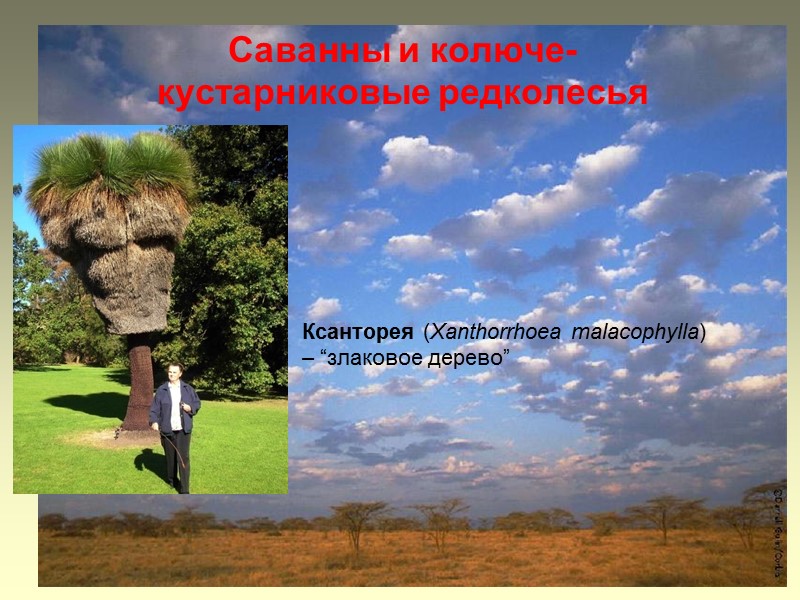 Саванны и колюче-кустарниковые редколесья Ксанторея (Xanthorrhoea malacophylla) – “злаковое дерево”